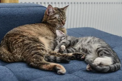 Cat with kitten Stock Photos