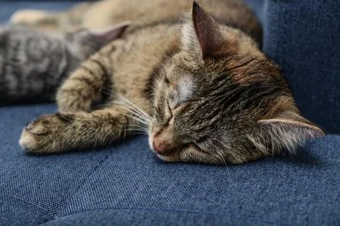 Cat with kitten Stock Photos