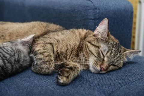Cat with kitten Stock Photos