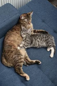 Cat with kitten Foto stock