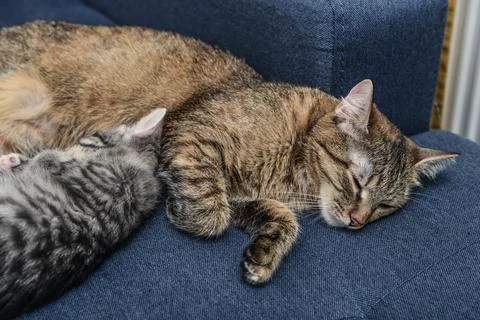 Cat with kitten Stock Photos