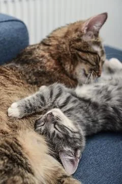 Cat with kitten Stock Photos