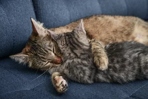 Cat with kitten Foto stock