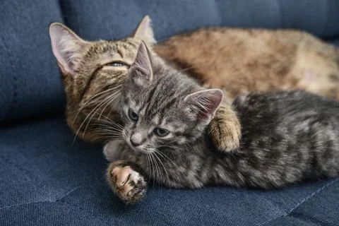 Cat with kitten Stock Photos