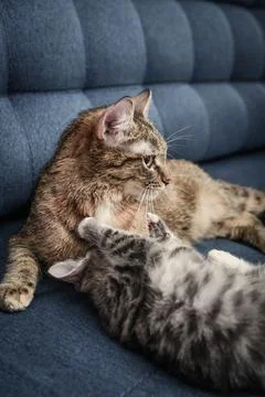 Cat with kitten Stock Photos