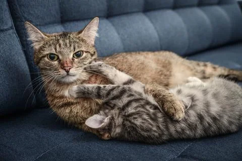 Cat with kitten Stock Photos