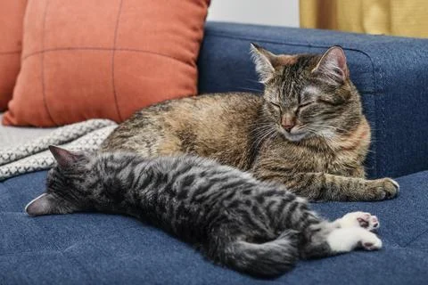 Cat with kitten Stock Photos