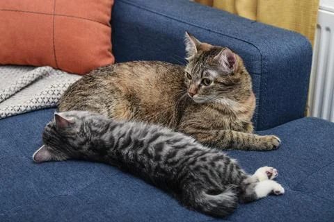 Cat with kitten Foto stock