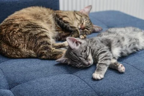 Cat with kitten Stock Photos