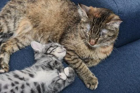 Cat with kitten Stock Photos