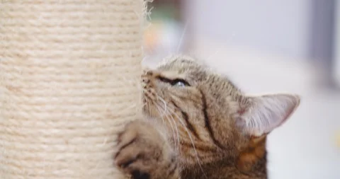 Cat, kitten, playing with scratch tree, paws, 4K. Stock Footage 120248333