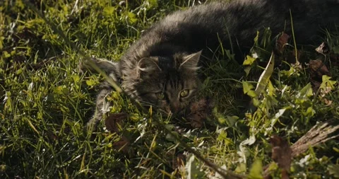 Cat kitten short sighted look at grass fast playful attack close up Stock Footage 147401778
