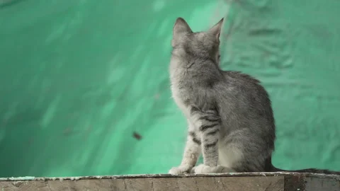 Cat Kitten Sitting Green Wall Portrait Stock Footage 314179607