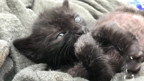 Cat kitten young playing cute Video stock 98676312