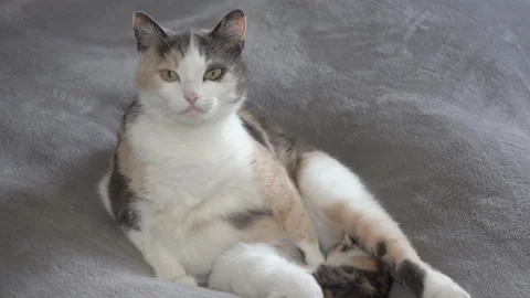 Cat with kittens on the bed Video stock 272221629