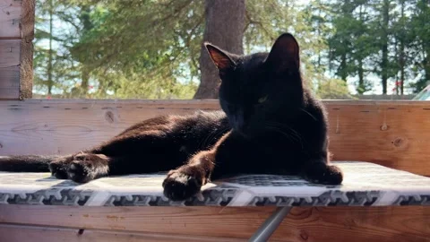 Cat with kittens on ironing board Video stock 252489577