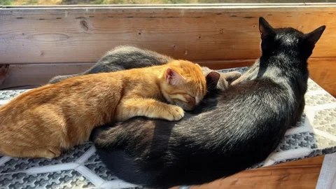 Cat with kittens on ironing board 库存影片 252489595