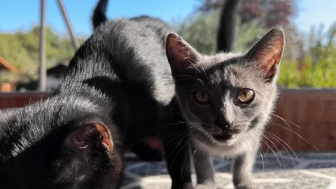 Cat with kittens on ironing board 库存影片 252489607