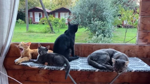 Cat with kittens on ironing board 库存影片 252489621