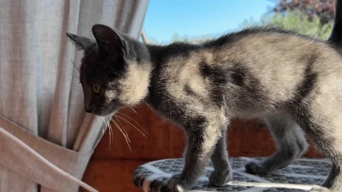 Cat with kittens on ironing board 库存影片 252489630