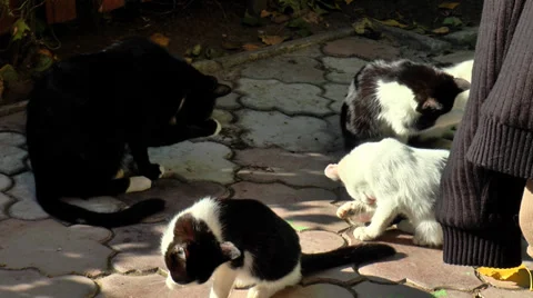 A cat with kittens washes 動画素材 32087724