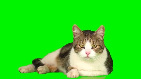cat kitty green background screen Stock Video Pond5