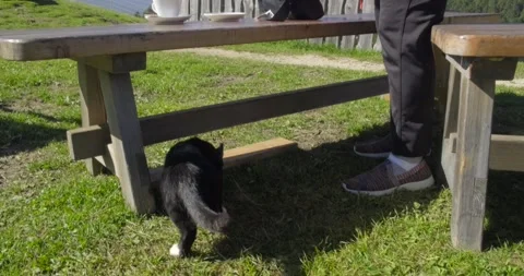 Cat / kitty / kitten stand by bench for food with scenic mountain beyond - 4K Stock Footage 254299721