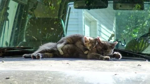 Cat &amp; Kitty Stockfoto's