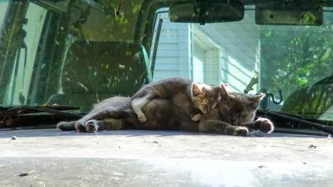 Cat &amp; Kitty Stockfoto's