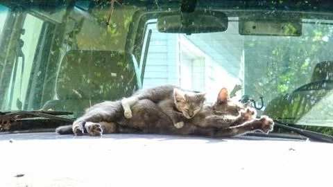 Cat &amp; Kitty Stockfoto's