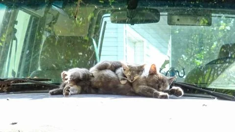 Cat &amp; Kitty Stockfoto's