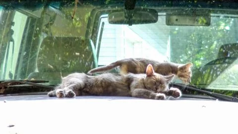 Cat &amp; Kitty Stockfoto's