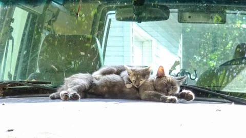 Cat &amp; Kitty Stockfoto's