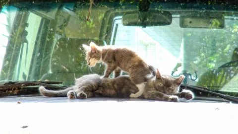 Cat &amp; Kitty Stockfoto's