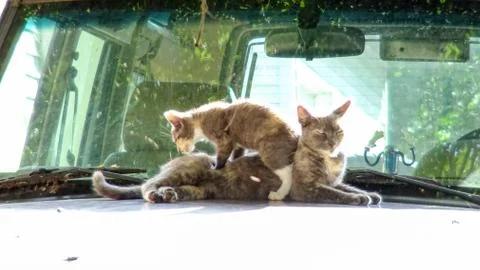 Cat &amp; Kitty Stockfoto's