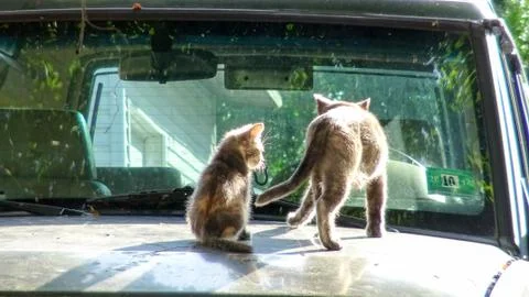 Cat &amp; Kitty Stockfoto's