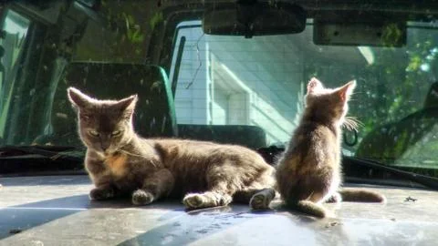 Cat &amp; Kitty Stockfoto's