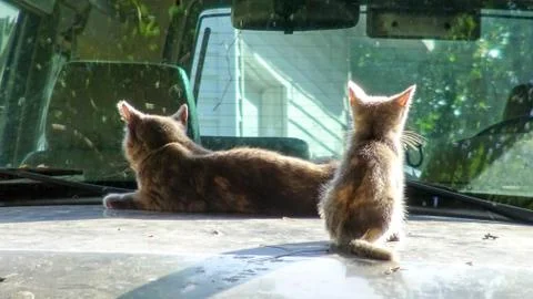 Cat &amp; Kitty Stockfoto's