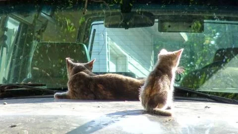 Cat &amp; Kitty Stockfoto's