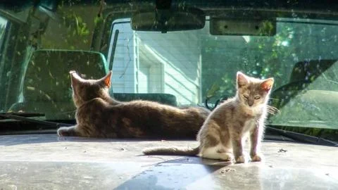 Cat &amp; Kitty Stockfoto's