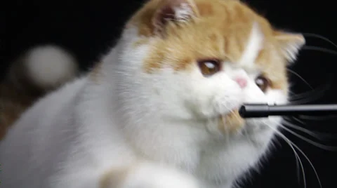 A Cat Kitty is trying to catch the stick Stock Footage 35480466