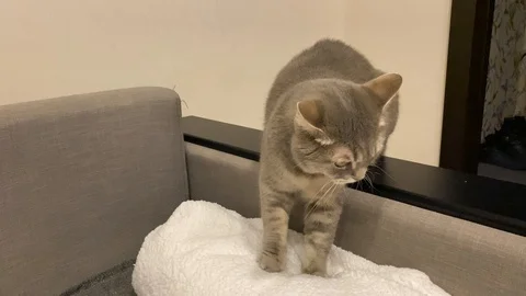 The cat kneaded paws. Close up cat paws kneading - pushing claws in and out o Stock Footage 124790794