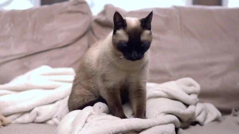 Cat Kneading Blanket on Couch Stock Footage 127577743