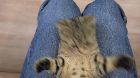 Cat on knees pissed off Stock Footage 187445247