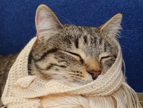 The cat knits Stock Photos