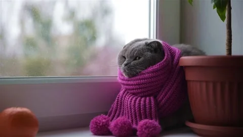 Cat in a knitted scarf sits on a window behind which it snows 스톡 동영상 150253286