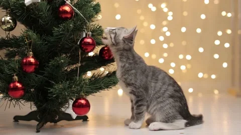 Cat Knocked down a Christmas tree Stock Footage