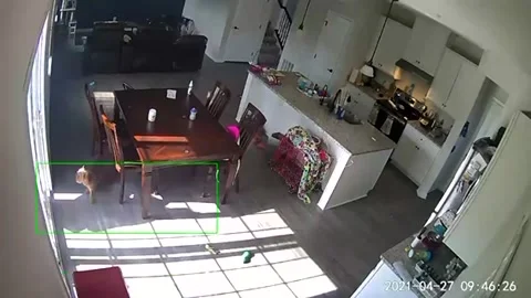 Cat Knocks Chair Over and it Lands on the Dog, Louisville, Ohio, USA - 28 Apr 20 Stock Footage 205345286