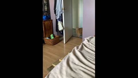Cat knocks before entering room in Prince Edward Island, Canada Stock Footage 252205884