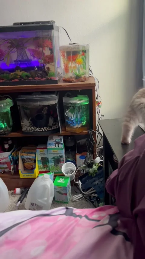 Cat Knocks Over Lamp, Harmony, Florida, USA - 10 Dec 2022 Stock Footage 316794250